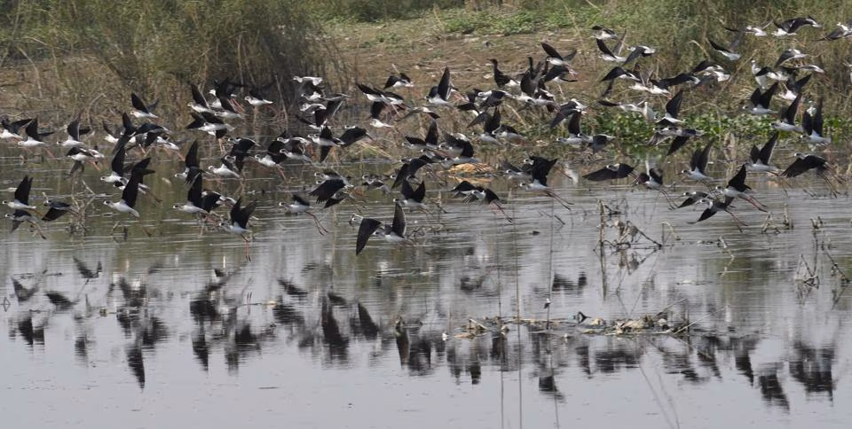 Kusheshwar Asthan Bird Sanctuary